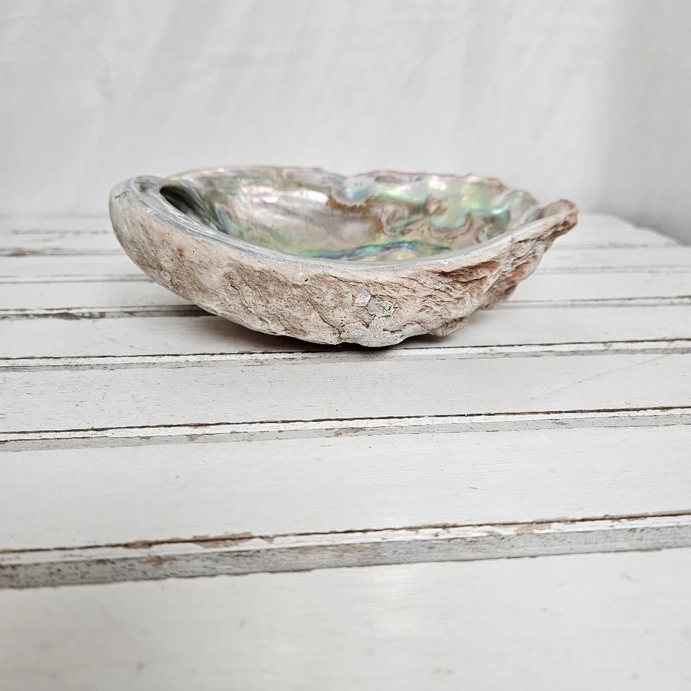 Abalone Shell - Picture 2 of 7